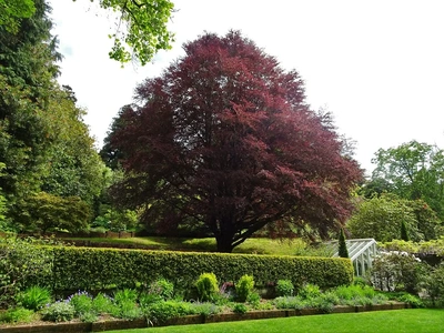 Alberi da giardino - Vivai Il pollice Verde, Asti