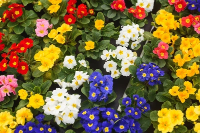 Le piante da fiore portano vita e allegria ovunque si trovino - Vivai Il pollice Verde, Asti