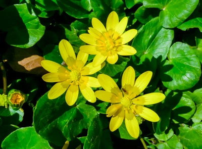 Possiamo consigliarti le piante più adatte alla stagione e all’esposizione del tuo spazio - Vivai Il pollice Verde, Asti