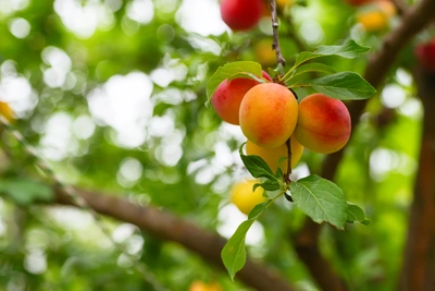 Nel nostro vivaio troverai alberi da frutto - Vivai Il pollice Verde, Asti