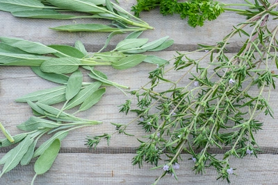 Le piante erbacee e aromatiche uniscono bellezza e utilità - Vivai Il pollice Verde, Asti