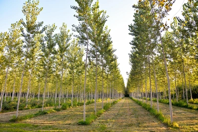 Un albero da impianto non è soltanto un elemento del giardino - Vivai Il pollice Verde, Asti
