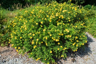 Gli arbusti sono una presenza essenziale in ogni giardino - Vivai Il pollice Verde, Asti
