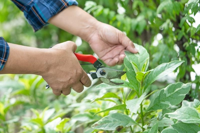 Un giardino ben tenuto non si mantiene da solo. Cresce, si trasforma, si sporca, si disordina - Vivai Il pollice Verde, Asti