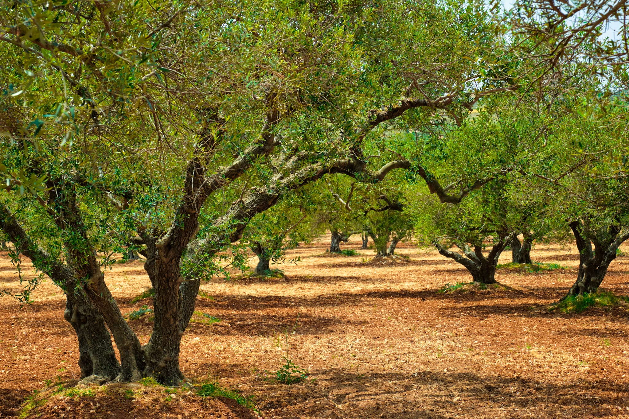Olivo di Aragona - Vivai Il pollice Verde, Asti