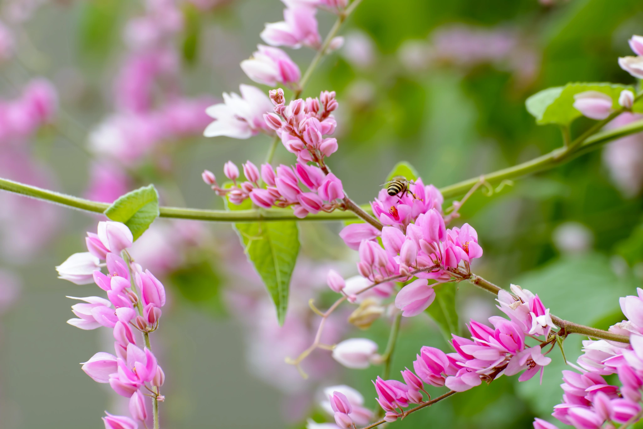 Loropetalum - Vivai Il pollice Verde, Asti