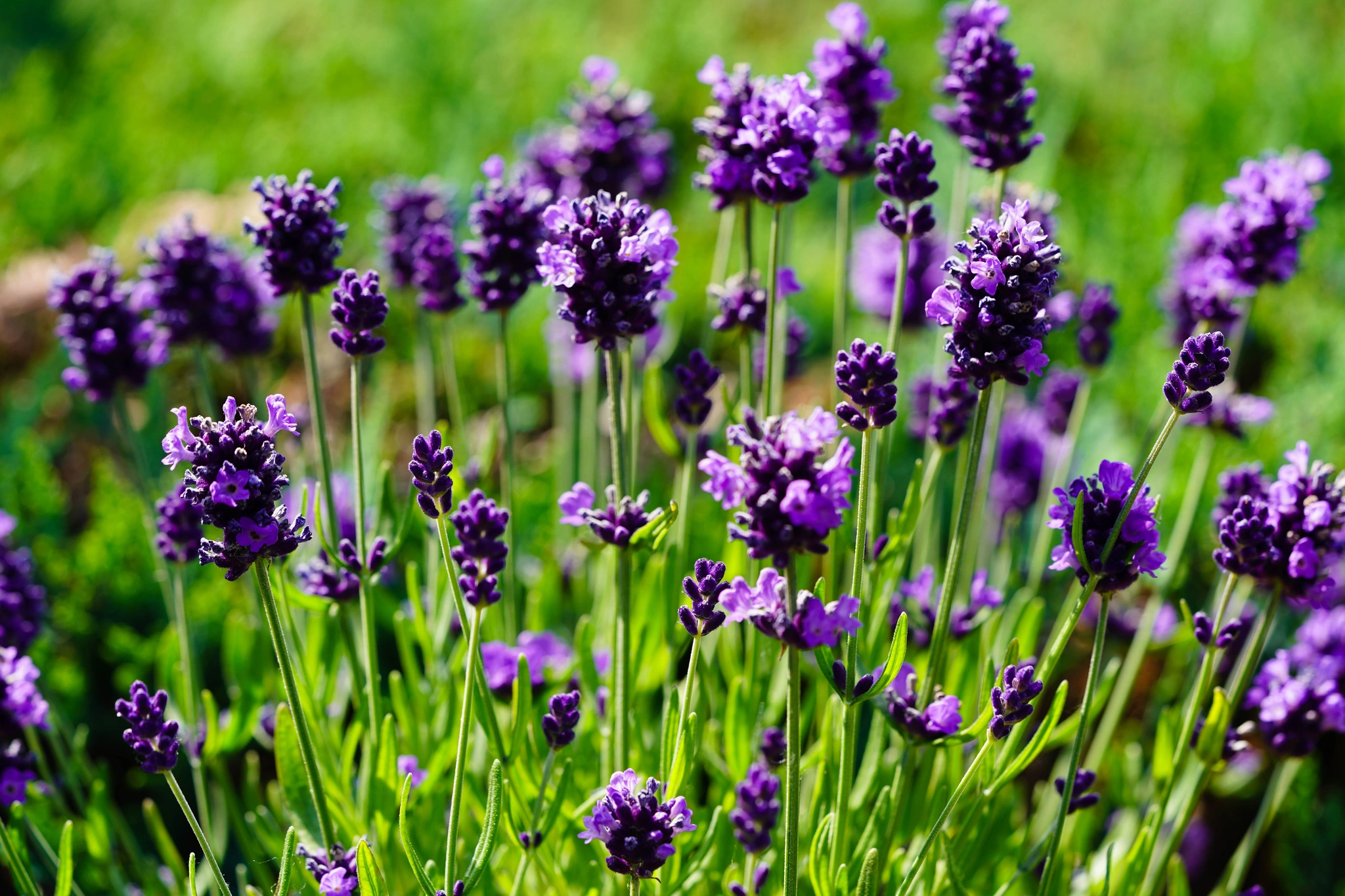 Lavanda - Vivai Il pollice Verde, Asti