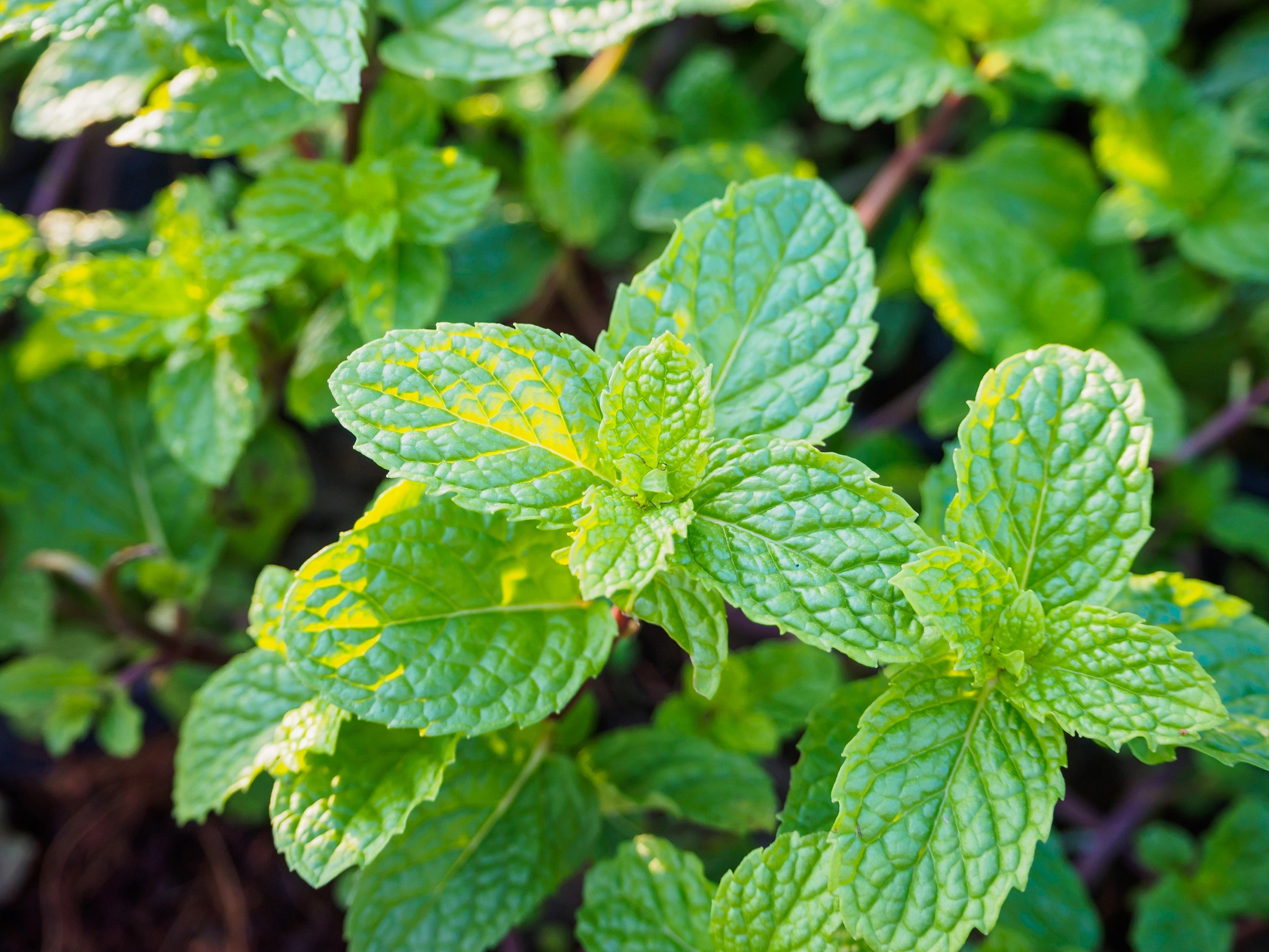 Menta - Vivai Il pollice Verde, Asti