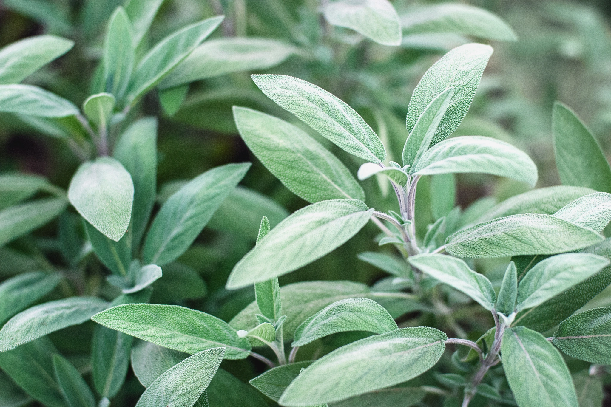 Salvia - Vivai Il pollice Verde, Asti