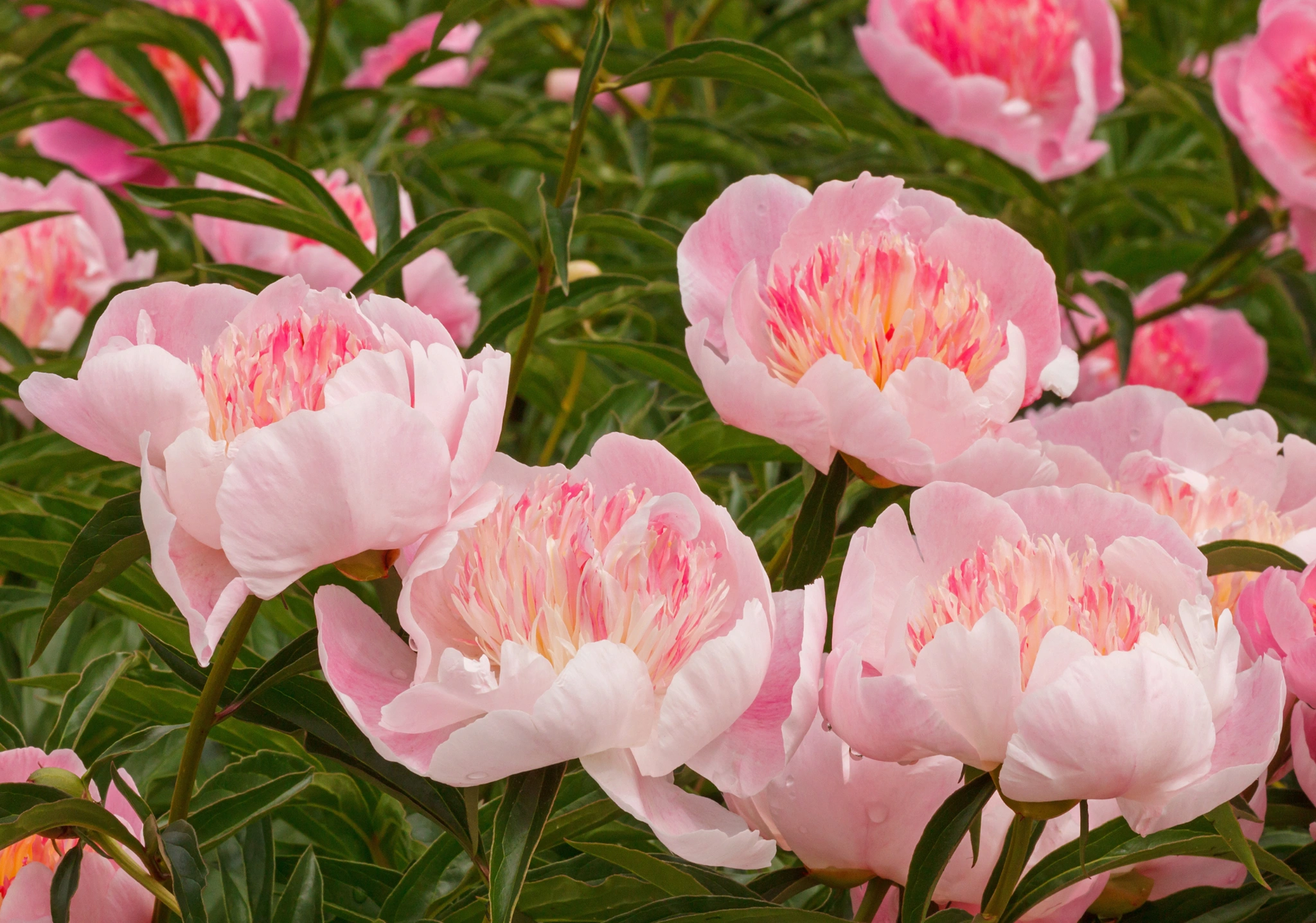 Peonia - Vivai Il pollice Verde, Asti