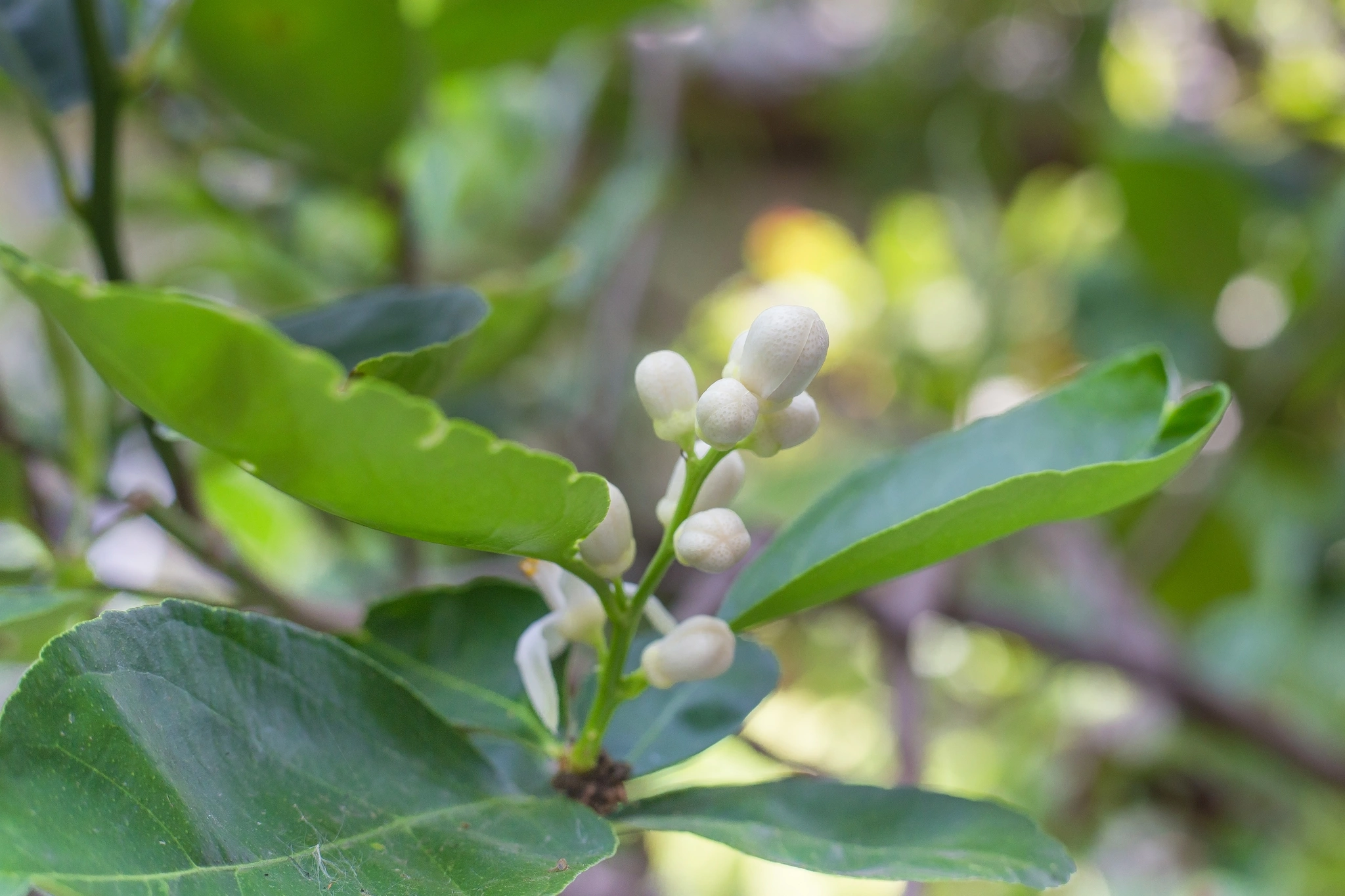 Osmanthus - Vivai Il pollice Verde, Asti