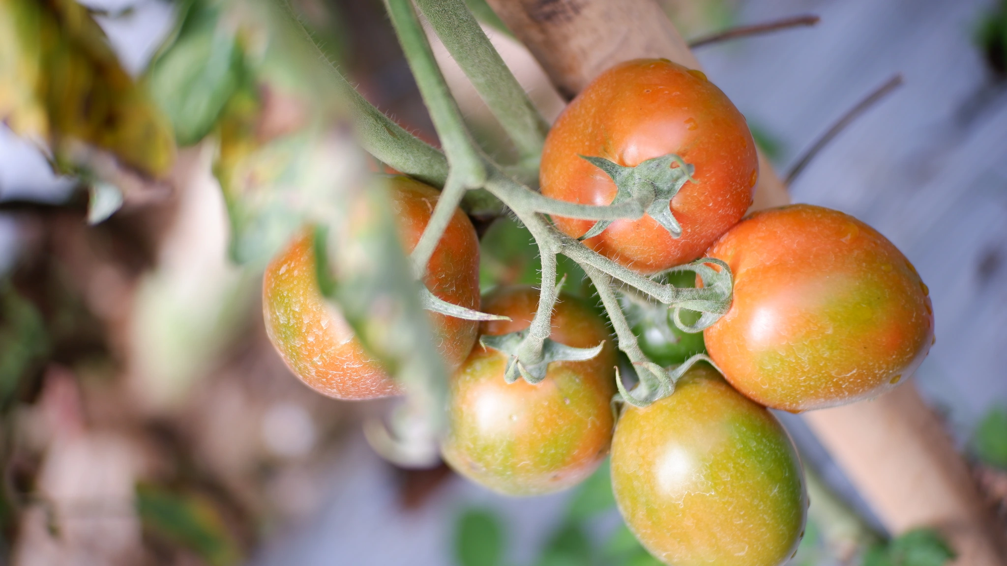 Pomodoro - Vivai Il pollice Verde, Asti
