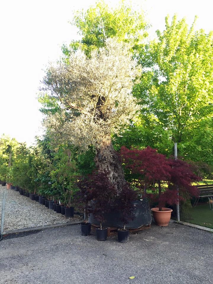 Immagini dal vivaio - Vivai Il pollice Verde, Asti
