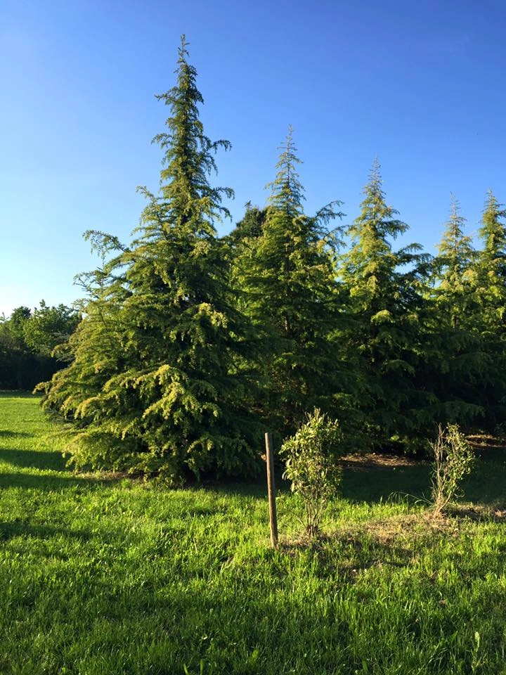 Immagini dal vivaio - Vivai Il pollice Verde, Asti
